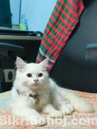Parsian cat